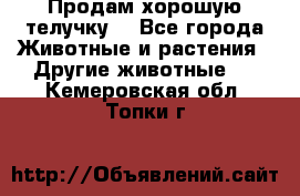 Продам хорошую телучку. - Все города Животные и растения » Другие животные   . Кемеровская обл.,Топки г.